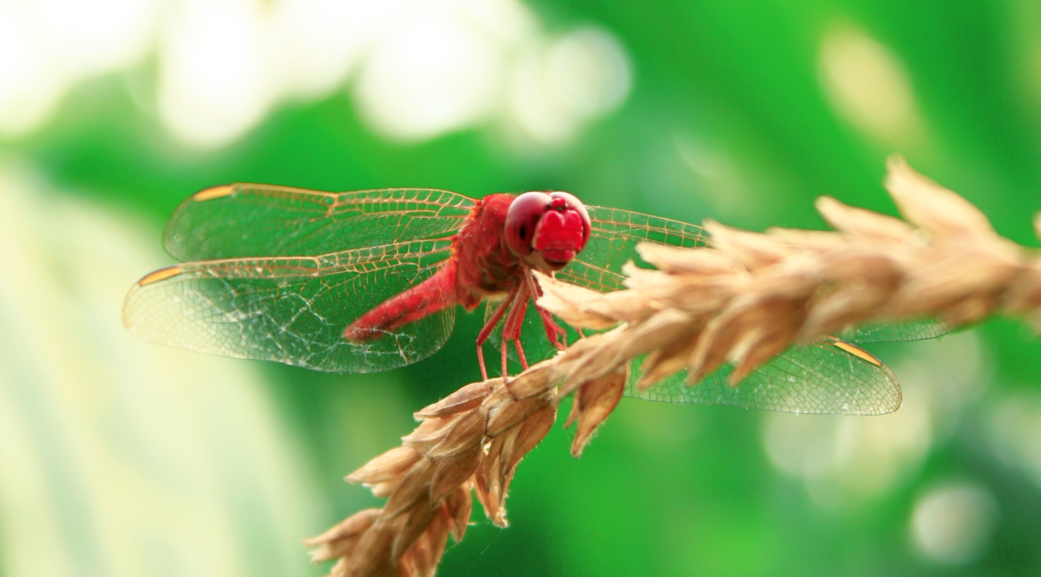dragonfly
