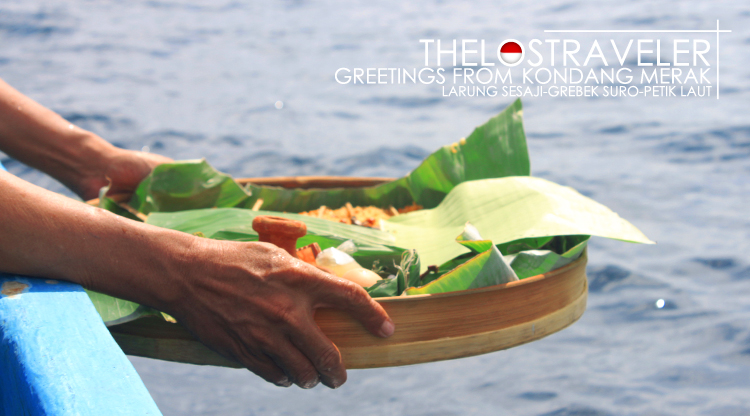 kondang merak